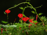 茑萝是什么植物？