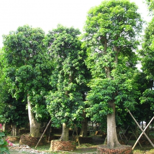 重阳木（三叶木）