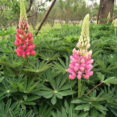 鲁冰花